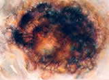 Stone Shell